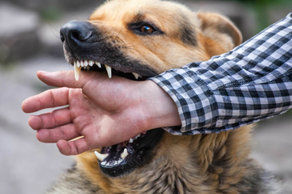 Immer häufiger kommt es zu Beiß-Attacken bei Hunden und Katzen (Symbolbild).