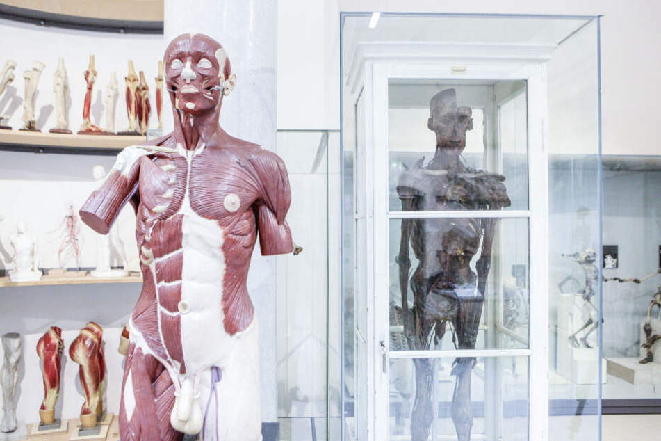 Viele der täuschend echten Anatomie-Exponate sind historisch wertvoll. Rechts im Schrank die Mumie.