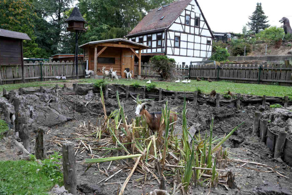 Komplett ausgetrocknet, sodass die Ziegen am saftigen Schilf knabbern konnten: der kleine Teich im Tiergehege Glauchau.