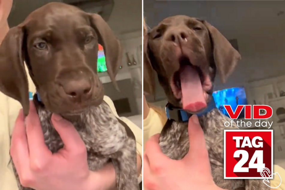 Today's Viral Video of the Day features a pup who has the world's cutest yawn!
