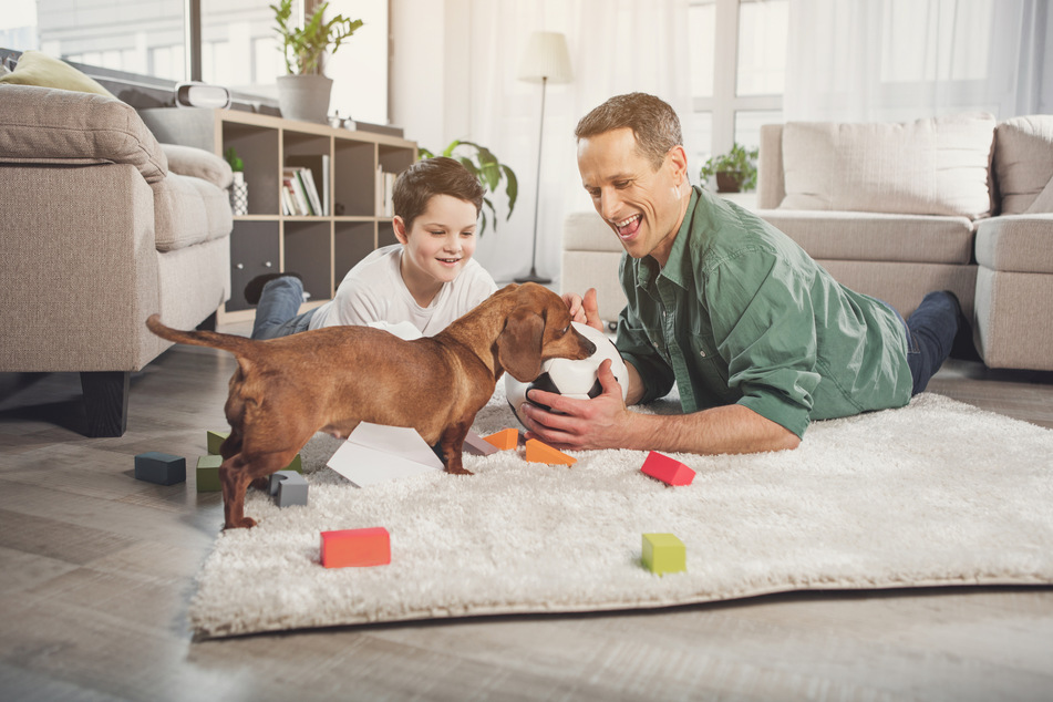 Kinder können gegenüber Hunden schnell aufdringlich werden. Der Dackel mag das meist nicht, deswegen sollte Kindern von Anfang an ein angemessener Umgang mit dem Vierbeiner beigebracht werden.