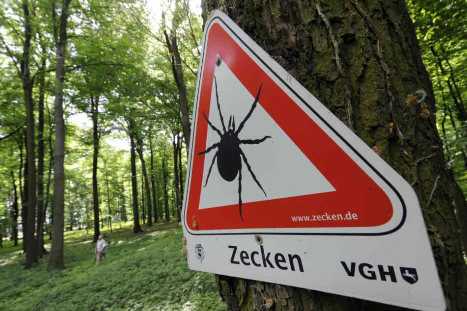 Reisende in diese Gebiete sollten über eine FSME-Impfung nachdenken. (Symbolbild)
