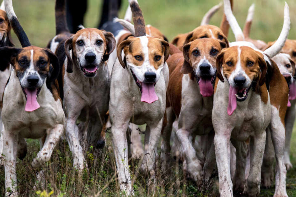Auch diese Foxhound-Hunde der Niedersachsen-Meute müssen registriert sein.