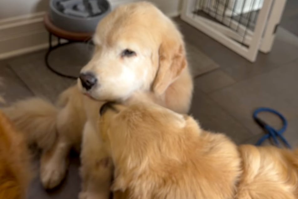 Auffällig: Alle drei Golden Retriever inspizieren Oakleys Maul. Sie merken, dass hier etwas passiert ist.