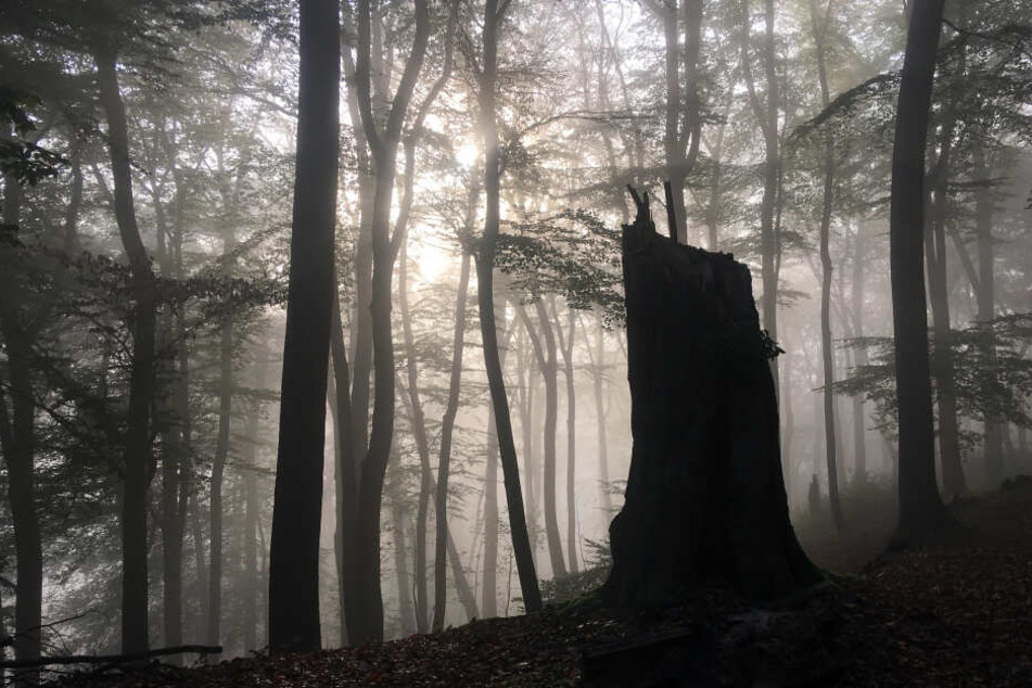 Die Sonne bahnt sich in einem Waldstück den Weg durch den Morgennebel.