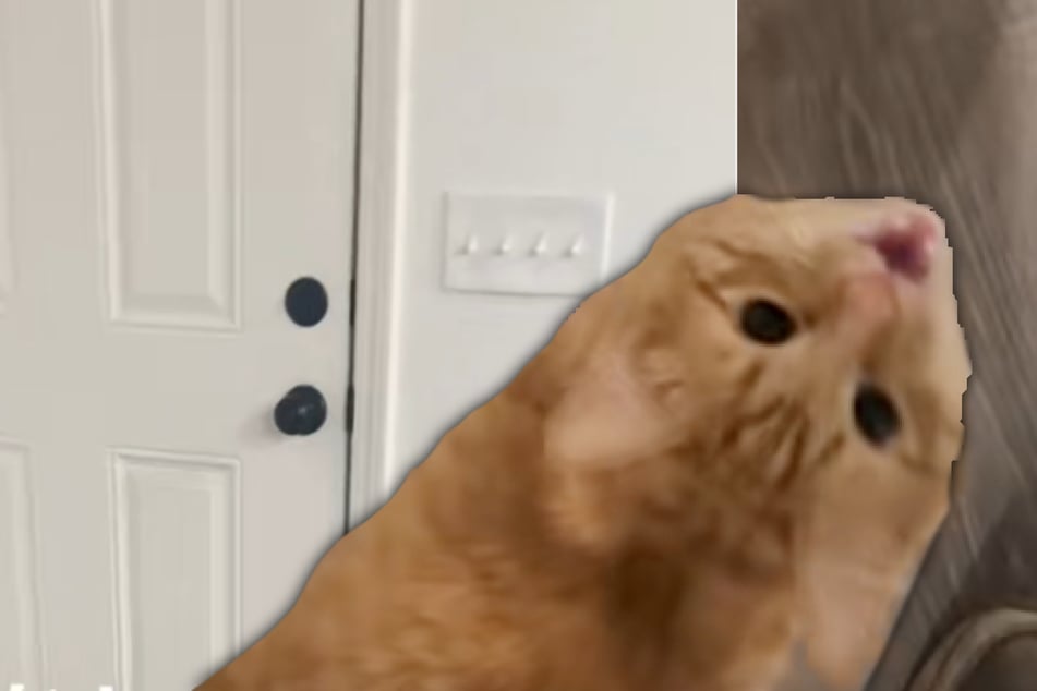 Mann will zur Arbeit gehen: Was seine Katze dann entscheidet, sorgt für Lachtränen