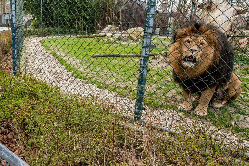 Selbst die Tiere fühlen sich ohne den Trubel der Besucher einsamer. (Archiv)
