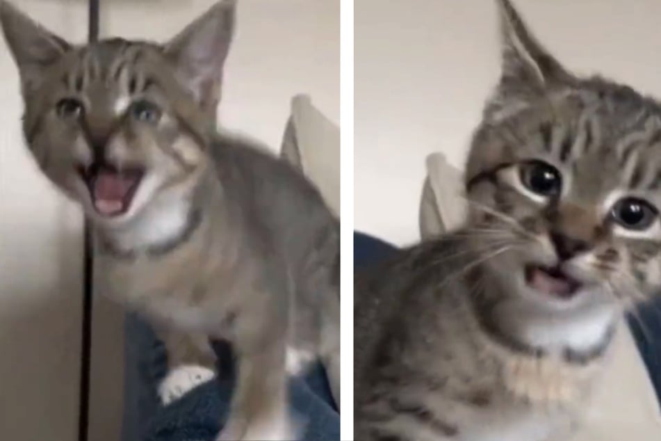 Cat that grew up with dogs suddenly starts barking