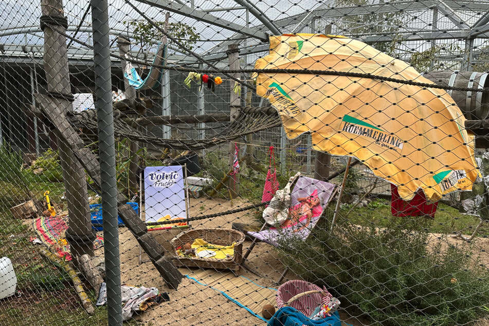 Eine Affenbande wurde vor Jahren von einem Pärchen aus einem Labor befreit und lebt nun im Exotenhaus im Berliner Tierheim.