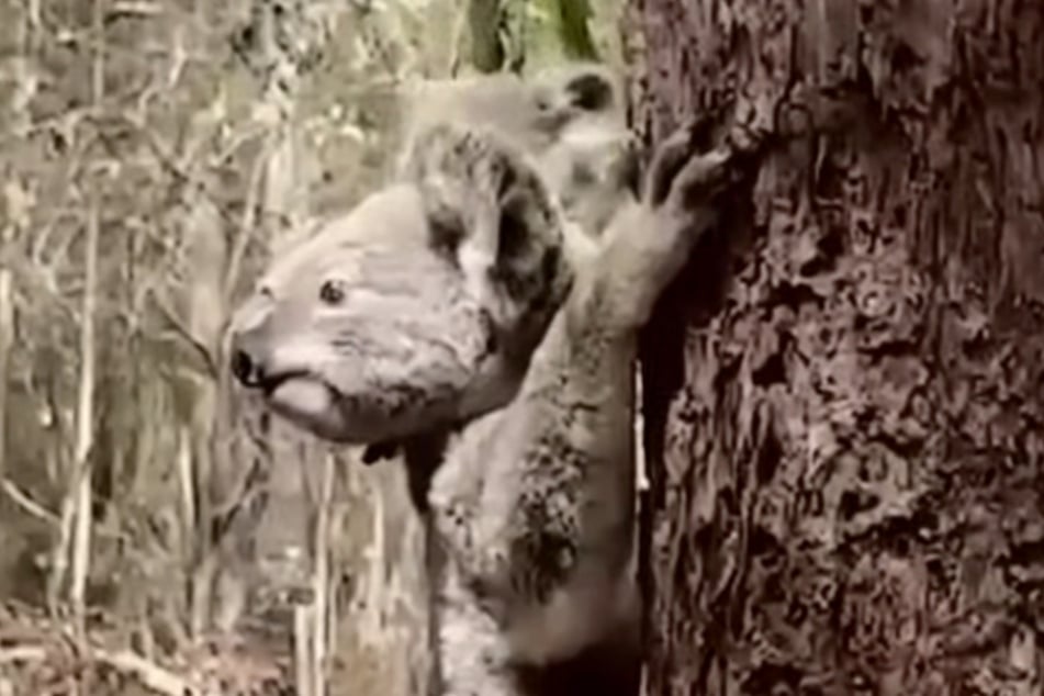 Ausgesetzt: Die Koala-Mama und ihr Baby sind inzwischen wieder in Freiheit.