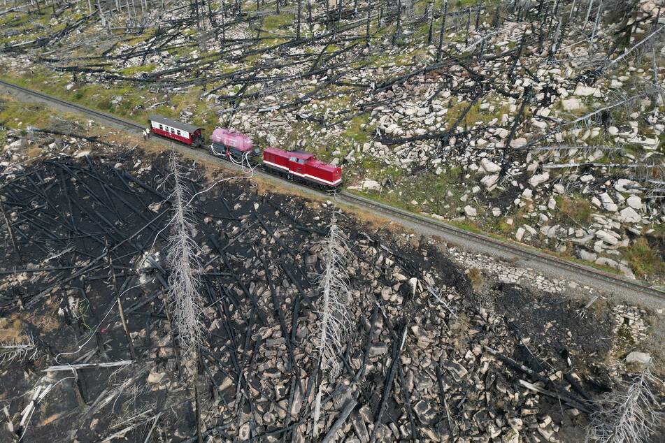 Große Teile des Harzer Nationalparks wurden durch den Brand am Königsberg zerstört.