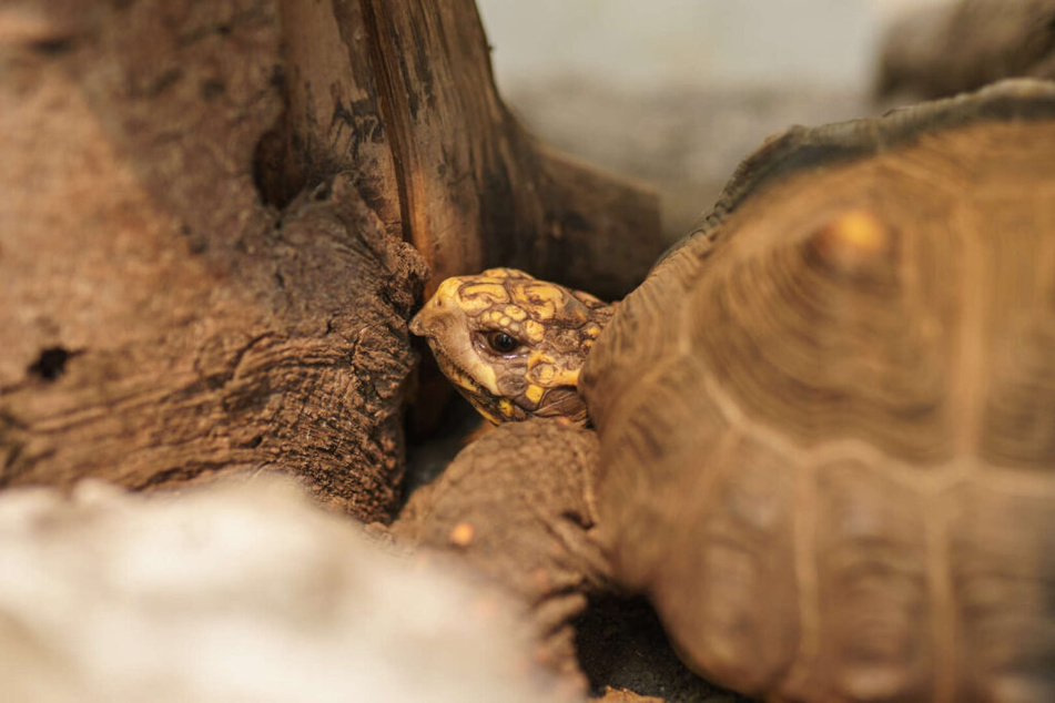 Wer hat ein Großterrarium für die Schildkröte Goliath frei?