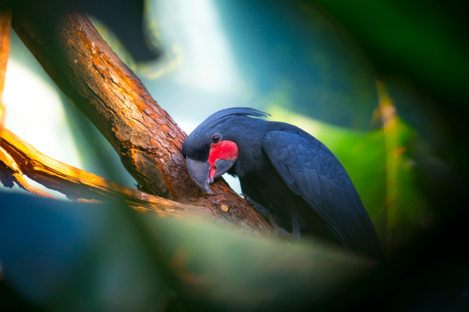 Der Palmkakadu ist der größte Papagei Australiens und der einzige Vertreter seiner Gattung.