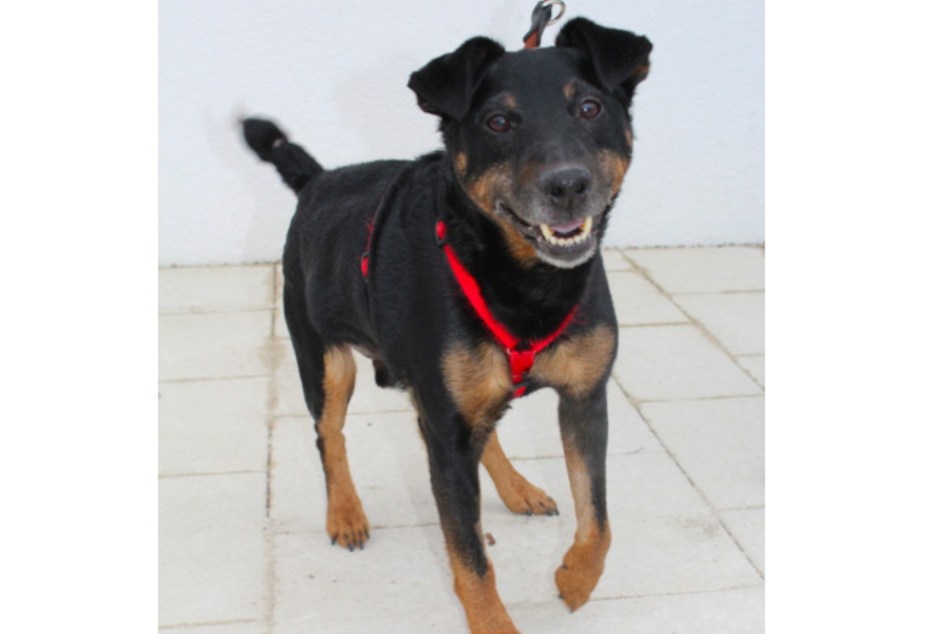 Terrier-Mix Flocki.