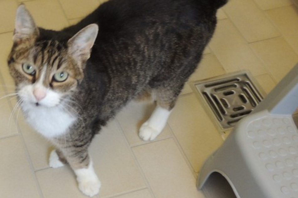 Basil sucht ein neues Zuhause.