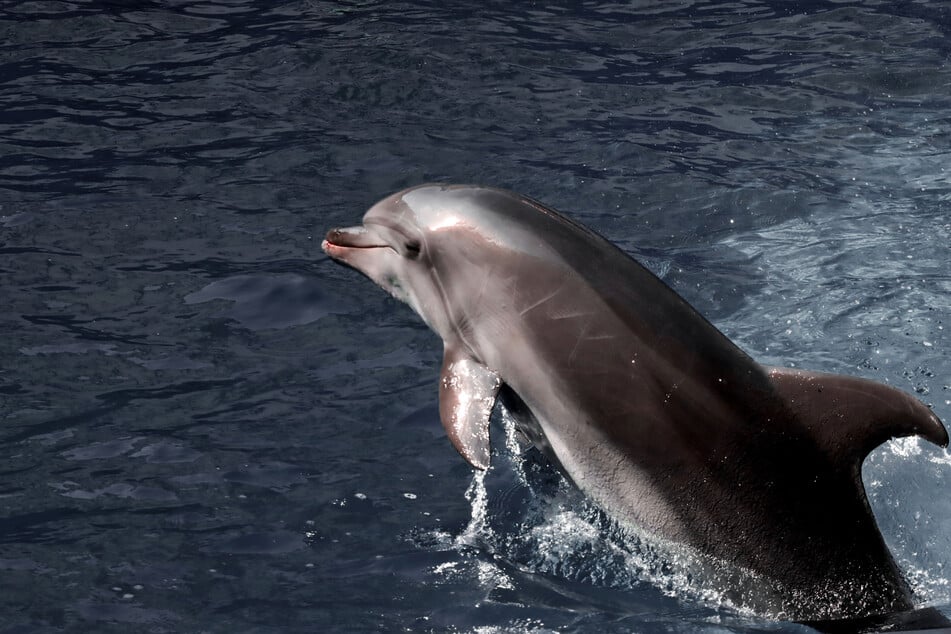 Tiergestützte Therapien zeigten schon in der Vergangenheit deutliche Erfolge bei dem Jungen, weshalb die Familie stark auf die Delfintherapie setzt. (Symbolfoto)