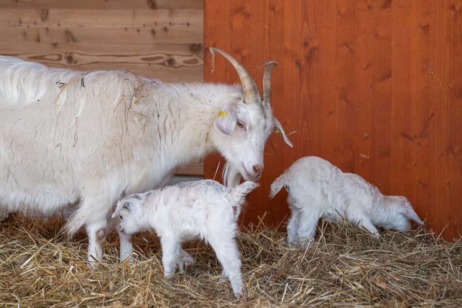Neugierig, aber noch jung: Die Zicklein bleiben nah bei ihrer Mutter.