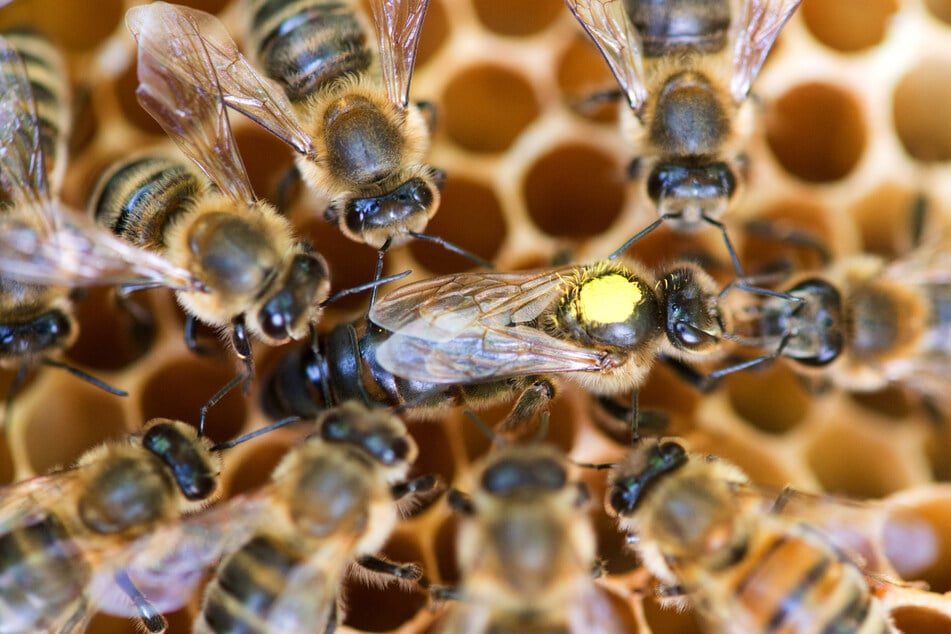 Bienen spielen eine große Rolle bei der Sicherung unserer Ernährung. (Archivbild)