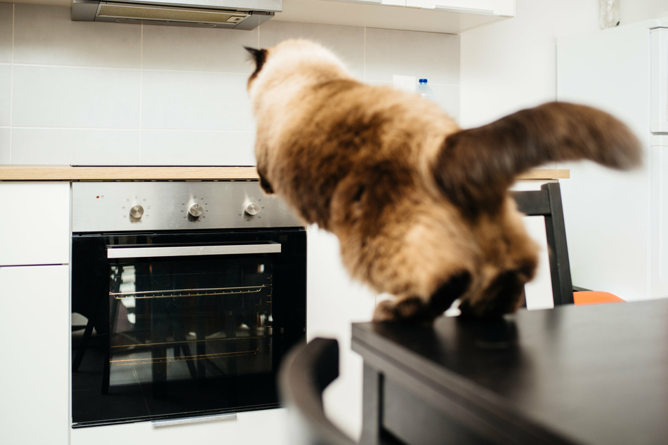 In Sachsen-Anhalt haben offenbar zwei Katzen ein Kochfeld eingeschaltet und somit fast einen Brand verursacht. (Symbolbild)