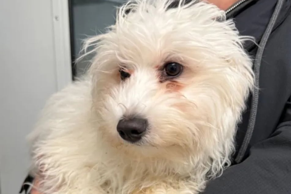 Watson wünscht sich ein Zuhause bei netten Menschen, die ihm ein Für-Immer-Zuhause schenken.