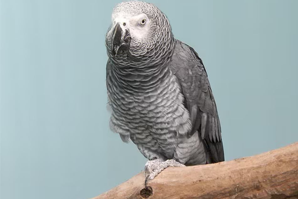 Graupapgei Cookie sucht nach dem Tod seines Besitzers eine neue Bleibe, in der er mit mindestens einem weiteren Artgenossen zusammen leben sollte.