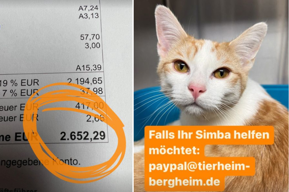 Die Behandlung von Kater Simba hat die Tierheim-Mitarbeiter stolze 2652 Euro gekostet.