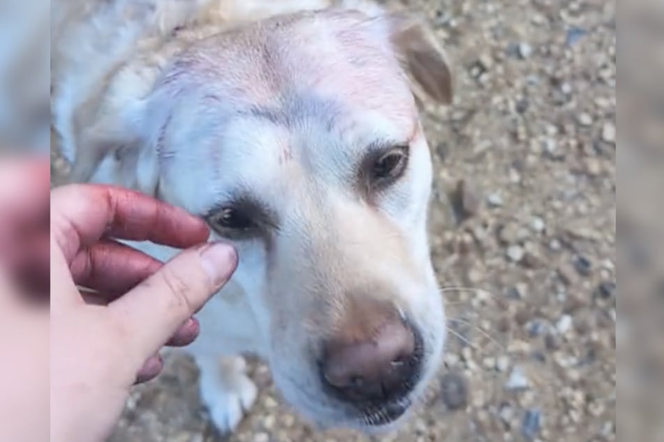 Bei Bellas Frauchen hinterließ das Beerenpflücken Spuren an den Händen, bei der Hündin auf dem Kopf.