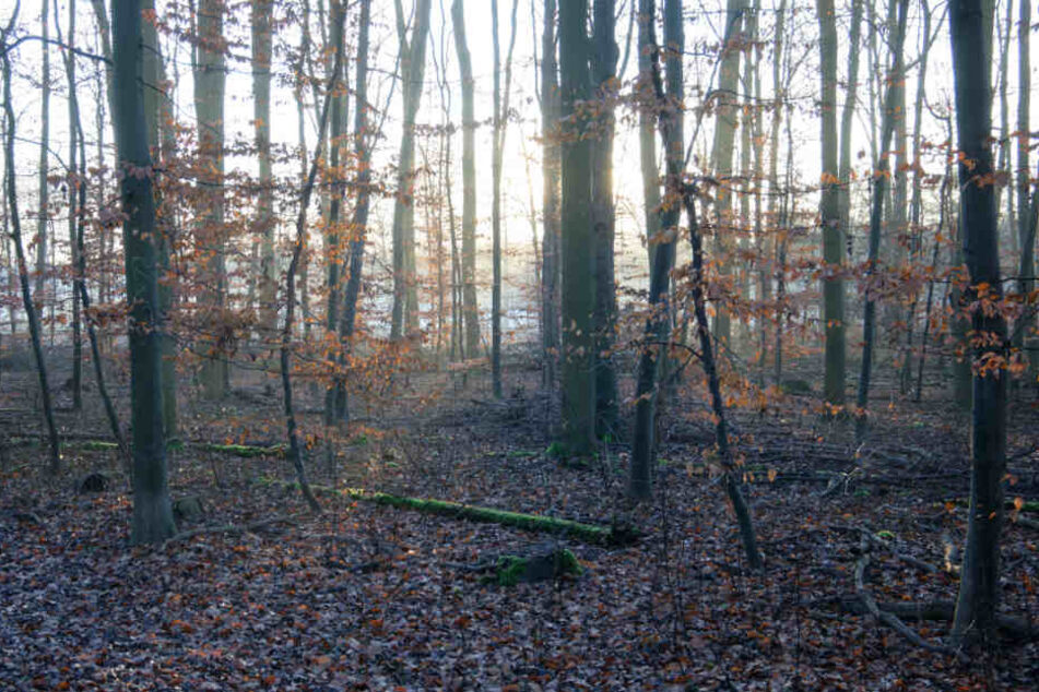 Die Spaziergängerin fand das tote Tier in einem Waldstück (Symbolfoto).