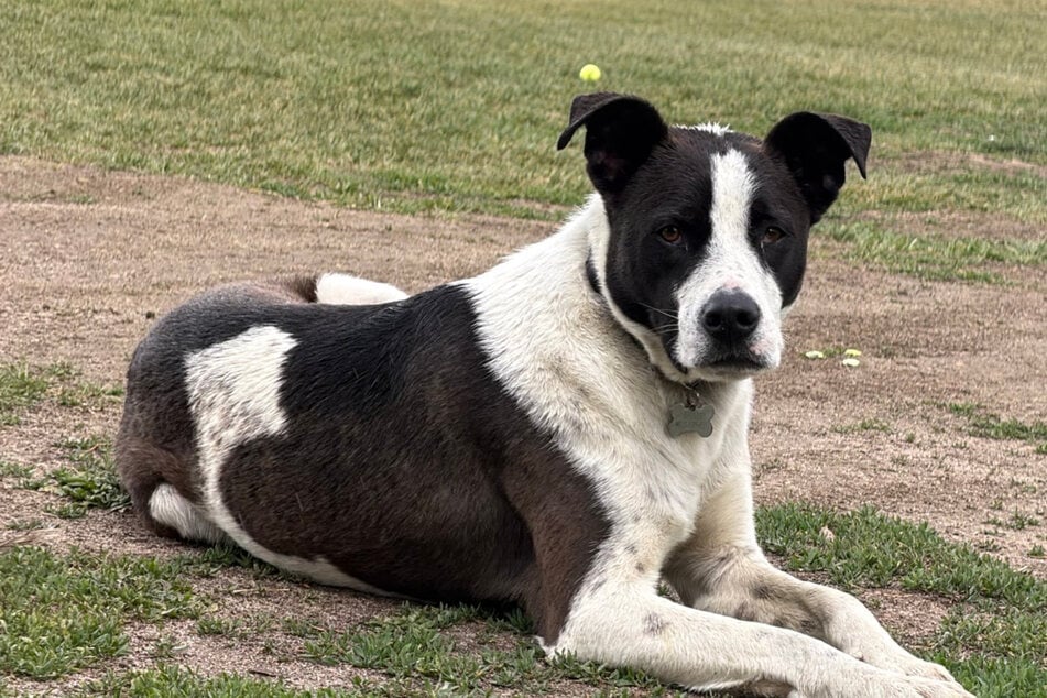 Hund reißt für Monate aus: Plötzlich lebt er mit Kojoten zusammen