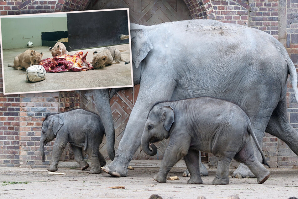 Baby-Update aus dem Leipziger Zoo: So geht es den Löwen und Elefanten