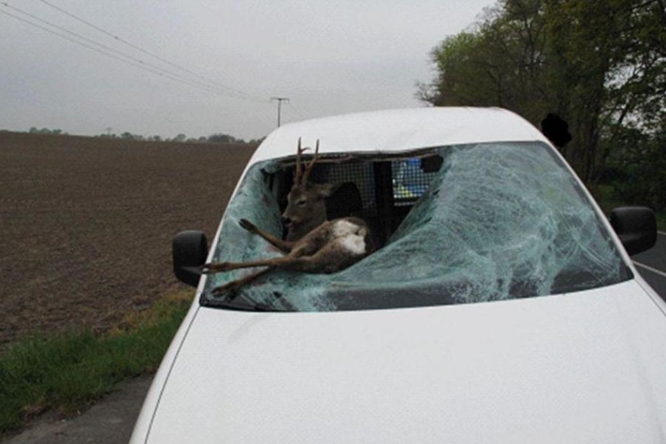 Zwischen Großenhain und Skassa durchschlug ein Rehbock die Windschutzscheibe dieses VW Caddys.