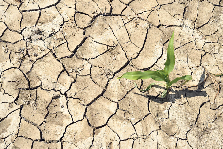 Hohe Temperaturen, starke Sonneneinstrahlung und der Wind der vergangenen Tage haben die Böden austrocknen lassen. Der junge Mais verkümmert.