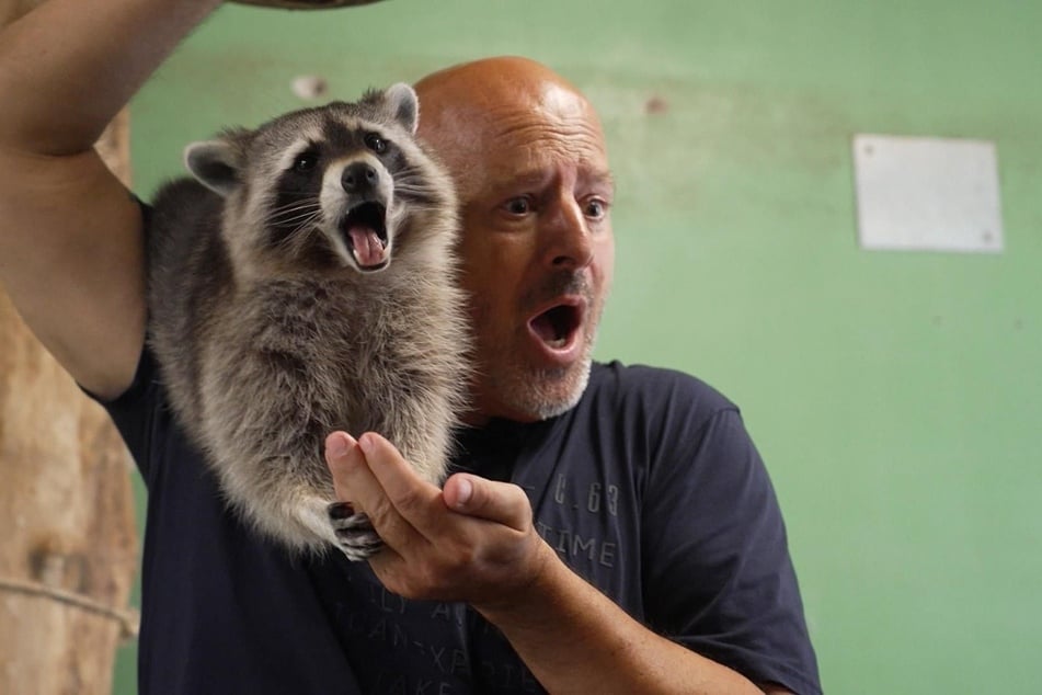 Der Ex-Gastronom findet Gefallen an den frechen Raubtieren.