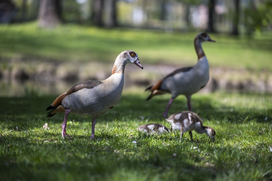 Charakteristisch für Nilgänse sind die dunklen Ringe um ihre Augen.