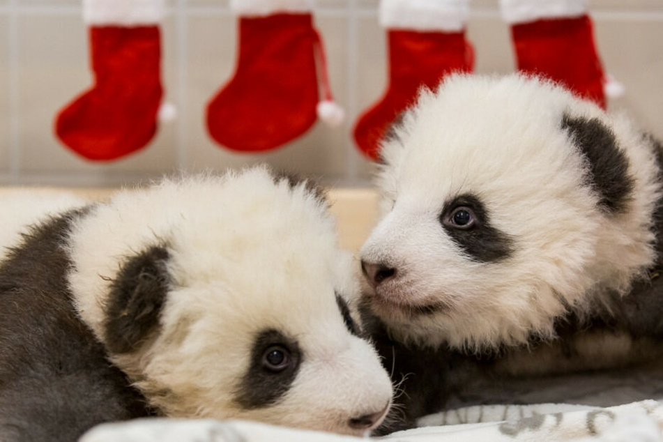 Die beiden Panda-Jungtiere wiegen inzwischen schon fast sechs Kilo.
