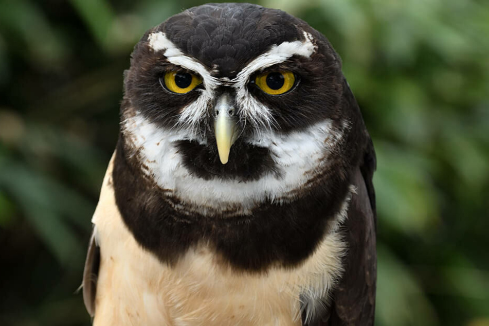 Schau mir in die Augen: Brillenkauz "Escobar".