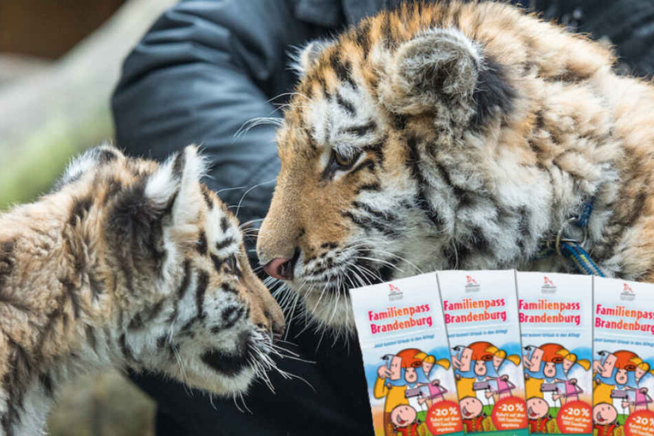 Nicht nur im Zoo Eberswalde gibt's mit dem Familienpass für Alt und Jung viel zu entdecken. (Bildmontage)