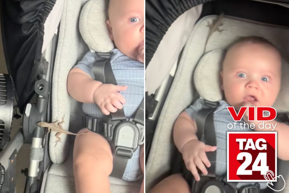 A TikTok dad freaked out when a giant lizard crawled into the car on his toddler's car seat!