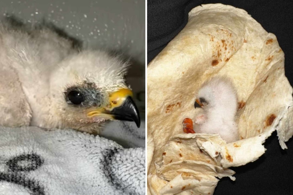 The baby animal wrapped in a tortilla is safe and sound! A family from Texas came up with an unusual idea to keep the little one warm.