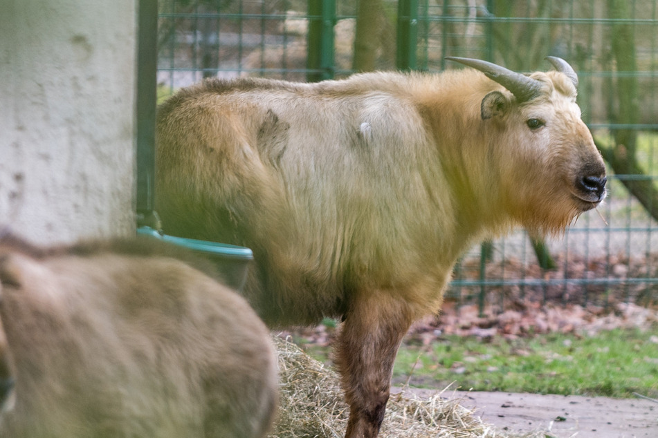 Der Casanova aus Liberec: Neuling im Dresdner Zoo soll die Goldtakin-Damen beglücken