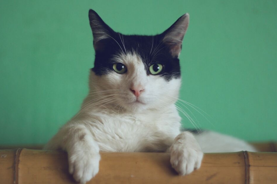 Darf man Katzen in Mietwohnung halten?