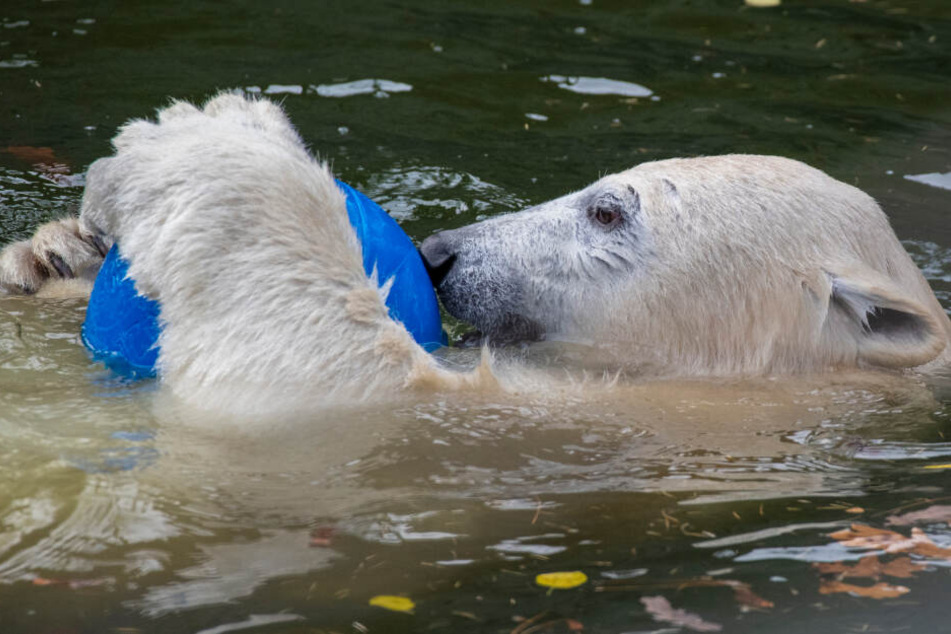 Eisbärin Hertha spielt in ihrem Gehege im Tierpark Berlin mit einem Ball.