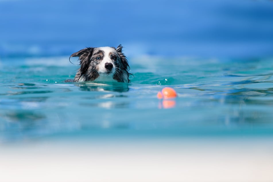 Im Freibad Wittgensdorf dürfen die Hunde baden gehen. (Symbolfoto)