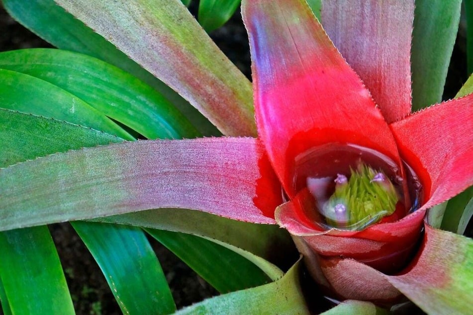 Ein wichtiger Aspekt der Bromelienpflege: das Gießen von oben in den Blütenkelch.