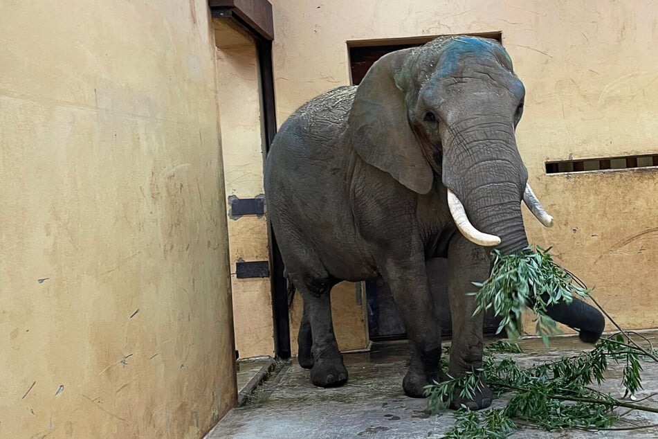 Neuzugang in Magdeburg: Zoo begrüßt Elefantenkuh Sweni!