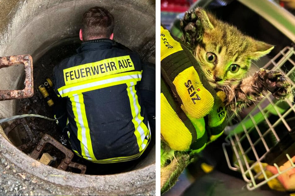 Dramatische Rettungsaktion im Erzgebirge: Katzen-Baby in Gully gestürzt