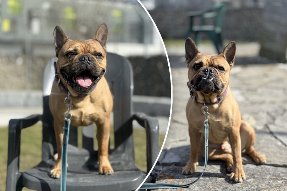 Louie sehnt sich nach einer souveränen Führung. Wer gibt ihm eine zweite Chance?