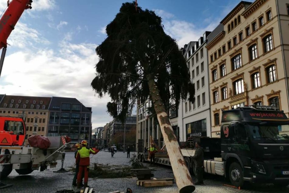 Bitte nicht mitnehmen:-) Der Baum des Leipziger Weihnachtsmarkts wurde am 7. November aufgestellt.