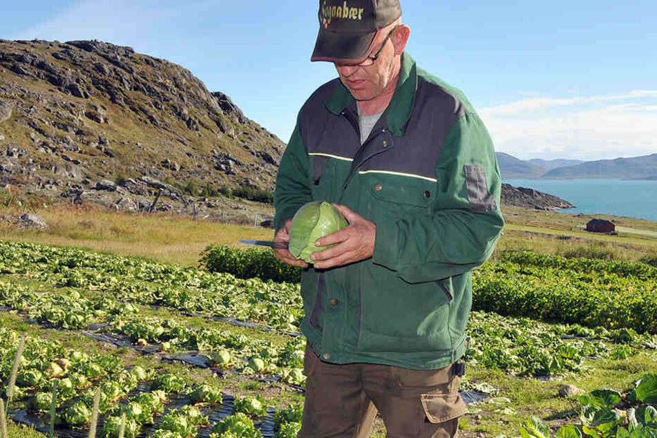Ein Feld über einem Fjord in Südgrönland den Anbau von Weißkohl und Eisbergsalat.