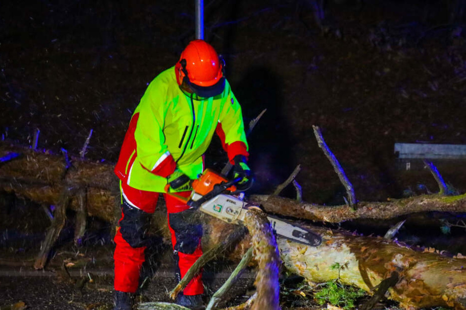 Orkantief "Sabine" in Brandenburg: Mann beinahe von Riesen-Baum erschlagen
